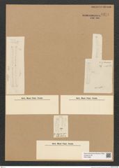 Diatomeae indet. Zeichnungen Sammlung Grunow Nr. 6274 (NHMW-BOT-W0374882)